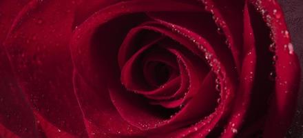 Red rose close-up with water droplets. photo