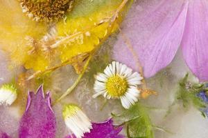 Various flowers in ice cubes. Creative floral background. Frozen beautiful plants. photo