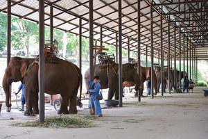 LAMPANG, THAILAND-APRIL 23 2015-Elephants at Thai Elephant Conservation Center . Lampang, Thailand. photo