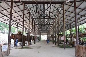 lampang, tailandia, abril 23 2015, elefantes a tailandés elefante conservación centrar . lampang, tailandia foto