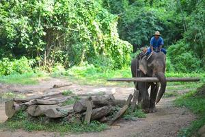 CHIANG MAI, THAILAND-OCT 2014, Mahout is riding elephant at Elephant Camp. Chiangmai, Thailand on October  15, 2014. photo