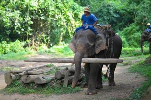 chiang Mai, tailandia, oct 2014, cuidador de elefantes es montando elefante a elefante acampar. chiang mai, Tailandia en octubre 15, 2014. foto