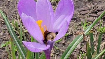een hommel verzamelt stuifmeel van een Purper krokus bloem in vroeg de lente. een licht voorjaar wind is blazen. video