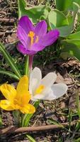 On a sunny day, colorful crocuses bloom in a clearing in a city park. video