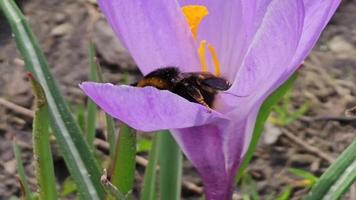 une bourdon recueille pollen de une violet crocus fleur dans de bonne heure printemps. une lumière printemps vent est soufflant. video