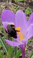 ein Hummel sammelt Pollen von ein lila Krokus Blume im früh Frühling. ein Licht Frühling Wind ist weht. video