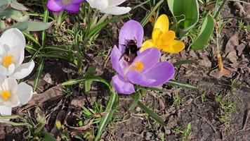 un' bombo raccoglie polline a partire dal un' viola croco fiore nel presto primavera. un' leggero primavera vento è soffiando. video