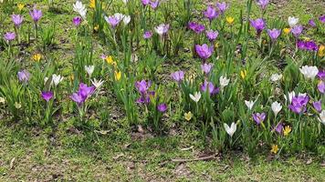 On a sunny day, colorful crocuses bloom in a clearing in a city park. video