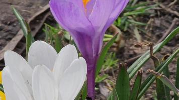 een hommel verzamelt stuifmeel van een Purper krokus bloem in vroeg de lente. een licht voorjaar wind is blazen. video