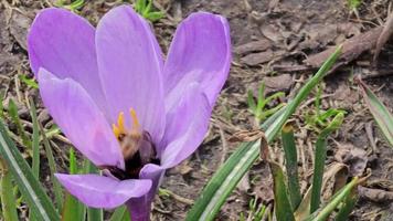 A bumblebee collects pollen from a purple crocus flower in early spring. A light spring wind is blowing. video