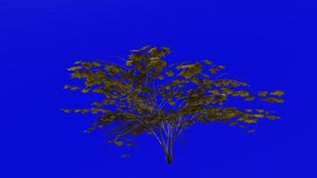 Tree animation loop - japanese maple, fullmoon maple, downy japanese maple - acer japonicum - green screen chroma key - v4 - medium 2a - autumn fall video