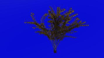 albero animazione ciclo continuo - giapponese acero, Luna piena acero, lanuginoso giapponese acero - acer japonicum - verde schermo croma chiave - v4 - piccolo 2a - autunno autunno video