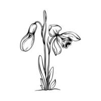 First spring flowers. Snowdrops vector graphic illustration