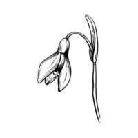 First spring flowers. Snowdrops vector graphic illustration