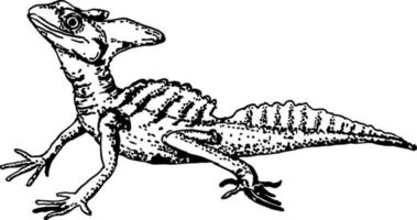 masculino con penacho basilisco basilisco plumifrones bosquejo ilustración de crestado basilisco o verde basilisco o Jesús Cristo lagartija reptil. vector