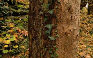 Tree bark pattern, brown natural background. Wooden textured background of tree trunk. Green ivy leaves on tree trunk in fall forest. Textured background of leaves. Selective focus. photo