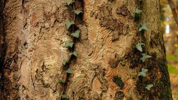 Tree bark pattern, brown natural background. Wooden textured background of tree trunk. Green ivy leaves on tree trunk in fall forest. Textured background of leaves. Selective focus. photo