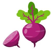 Beet. Red root vegetable. Set of Natural product. Harvest. Rural Plant and food. Healthy diet. Cartoon flat illustration vector