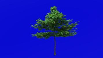 Tree animation loop - japanese maple, fullmoon maple, downy japanese maple - acer japonicum - green screen chroma key - v5 - big 2b - summer spring video