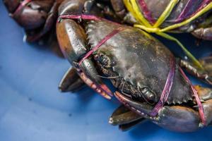 Live Crabs ready to be cooked in a market photo