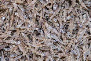 Close up of Dried Small fish photo