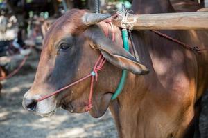 cow cart in Thailand photo