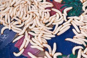 Alive Bamboo worm on tray photo