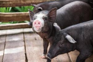 joven sucio cerdos en cerdo granja foto