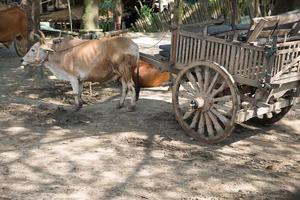 cow cart in Thailand photo