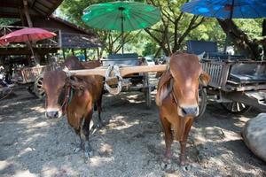 cow cart in Thailand photo