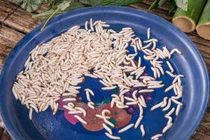 Alive Bamboo worm on tray photo