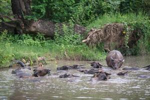 un grupo de búfalo son jugando agua, Tailandia foto