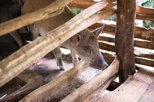 joven sucio cerdos en cerdo granja foto