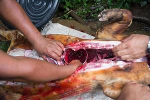 internal organs and blood of pig photo