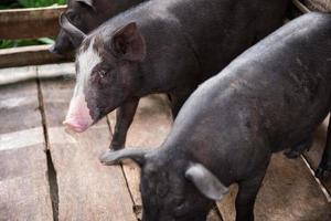 joven sucio cerdos en cerdo granja foto