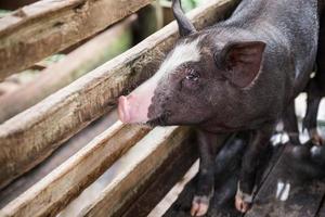 joven sucio cerdos en cerdo granja foto