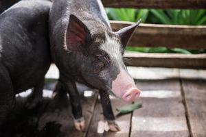 joven sucio cerdos en cerdo granja foto