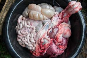 internal organs of pig photo