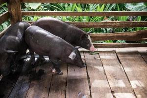 joven sucio cerdos en cerdo granja foto