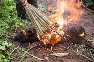 Burning the hair off and roasting photo