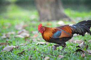 bantam chicken is walking in the lawn photo