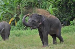 The asian baby elephant is playing photo