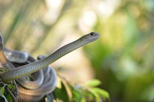 el serpiente en salvaje foto