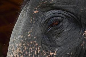 The eyes of elephant photo