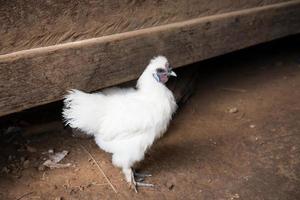 White chicken hen photo