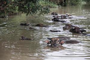 A group of buffalo are playing water, Thailand photo