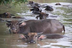 un grupo de búfalo son jugando agua, Tailandia foto