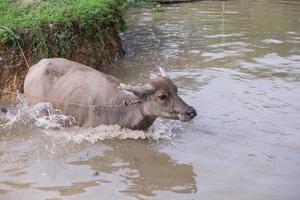 búfalo es jugando agua, Tailandia foto