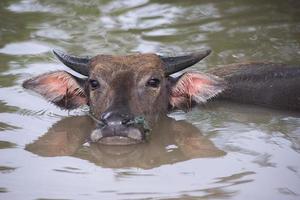 búfalo es jugando agua, Tailandia foto