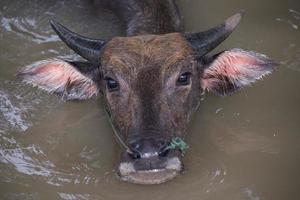 búfalo es jugando agua, Tailandia foto